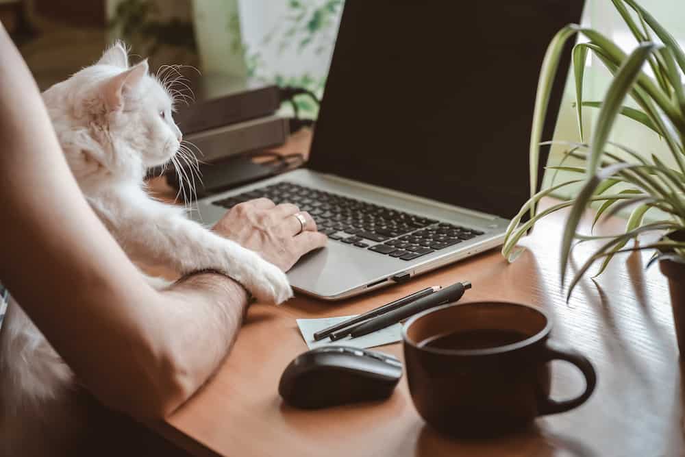 scholarship guide student working from home cat