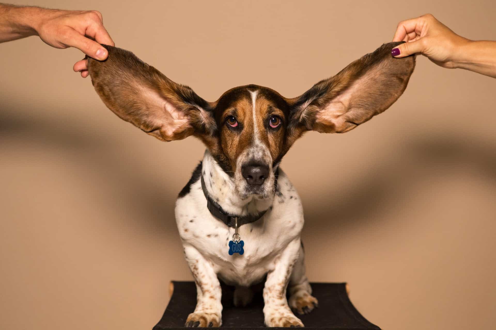 Scholarship Guide hard time listening dog ears