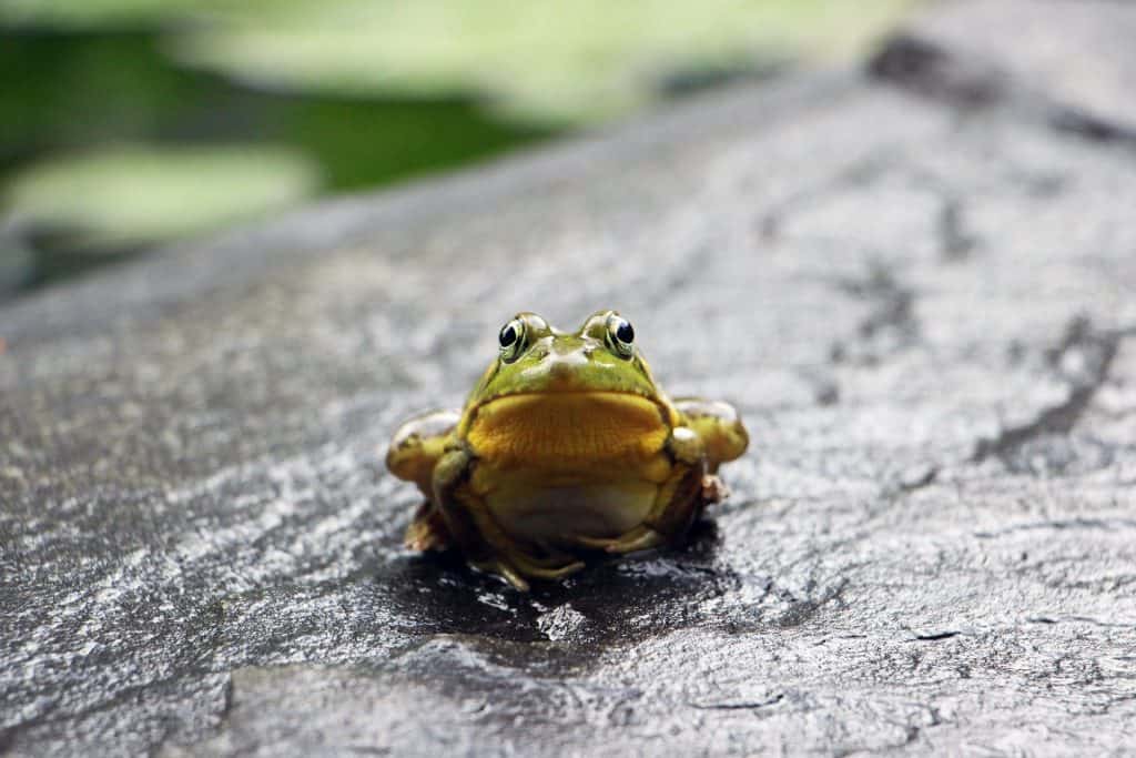 Stop Procrastinating Already: About Eating Frogs, Editing Blank Pages & The Parkinson’s Law Frog